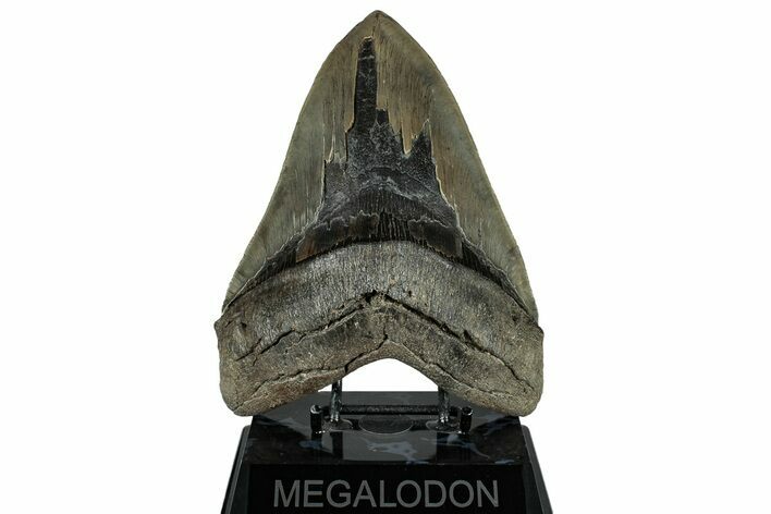 Serrated, Fossil Megalodon Tooth - Massive SC Meg! #325245